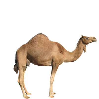 Camel Elisa Kits