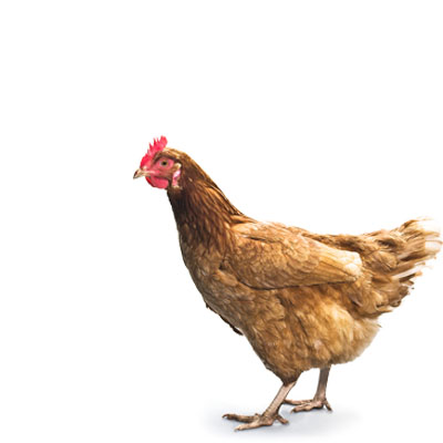 Chicken Elisa Kits