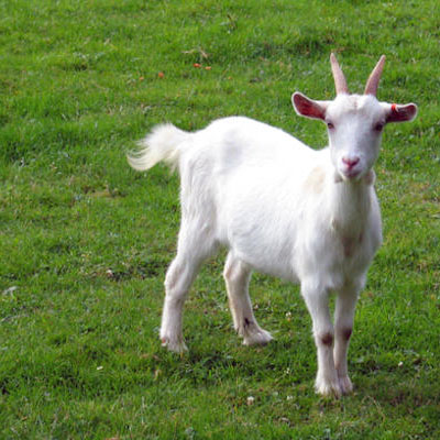 Goat Elisa Kits