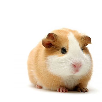 Guinea PIG Elisa Kits