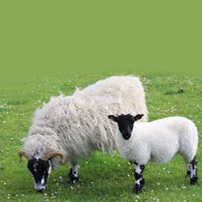 Sheep Elisa Kits